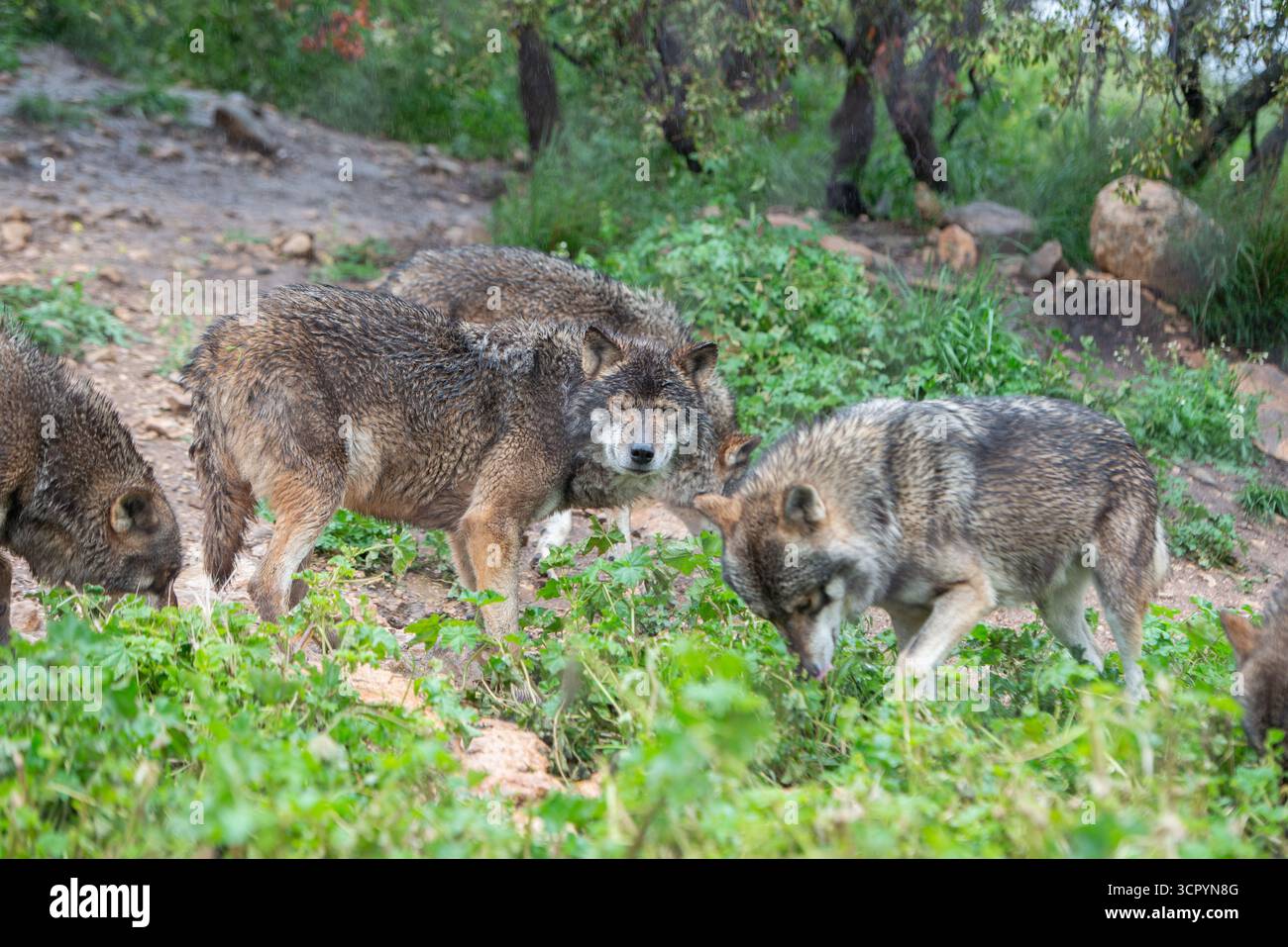 Loup dans le parc de Lobo, Antequera Andalousie, Canis lupus lupus Banque D'Images