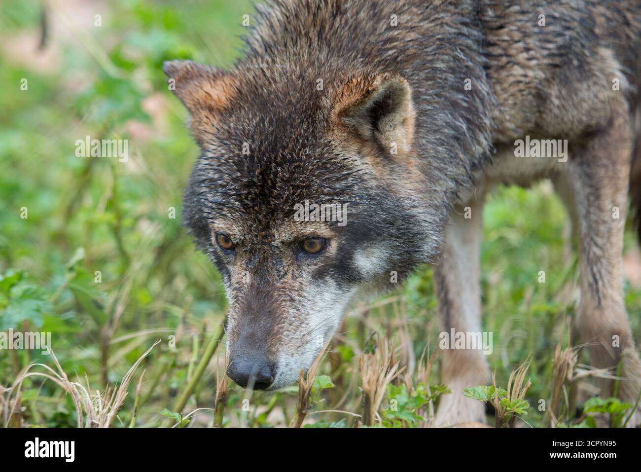 Loup dans le parc de Lobo, Antequera Andalousie, Canis lupus lupus Banque D'Images