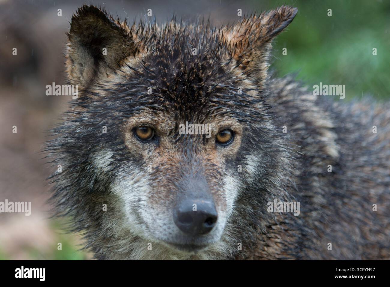 Loup dans le parc de Lobo, Antequera Andalousie, Canis lupus lupus Banque D'Images