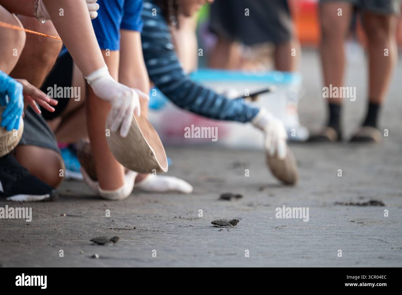 Beaucoup de bébés tortues relâchées sur la plage par des bénévoles Banque D'Images
