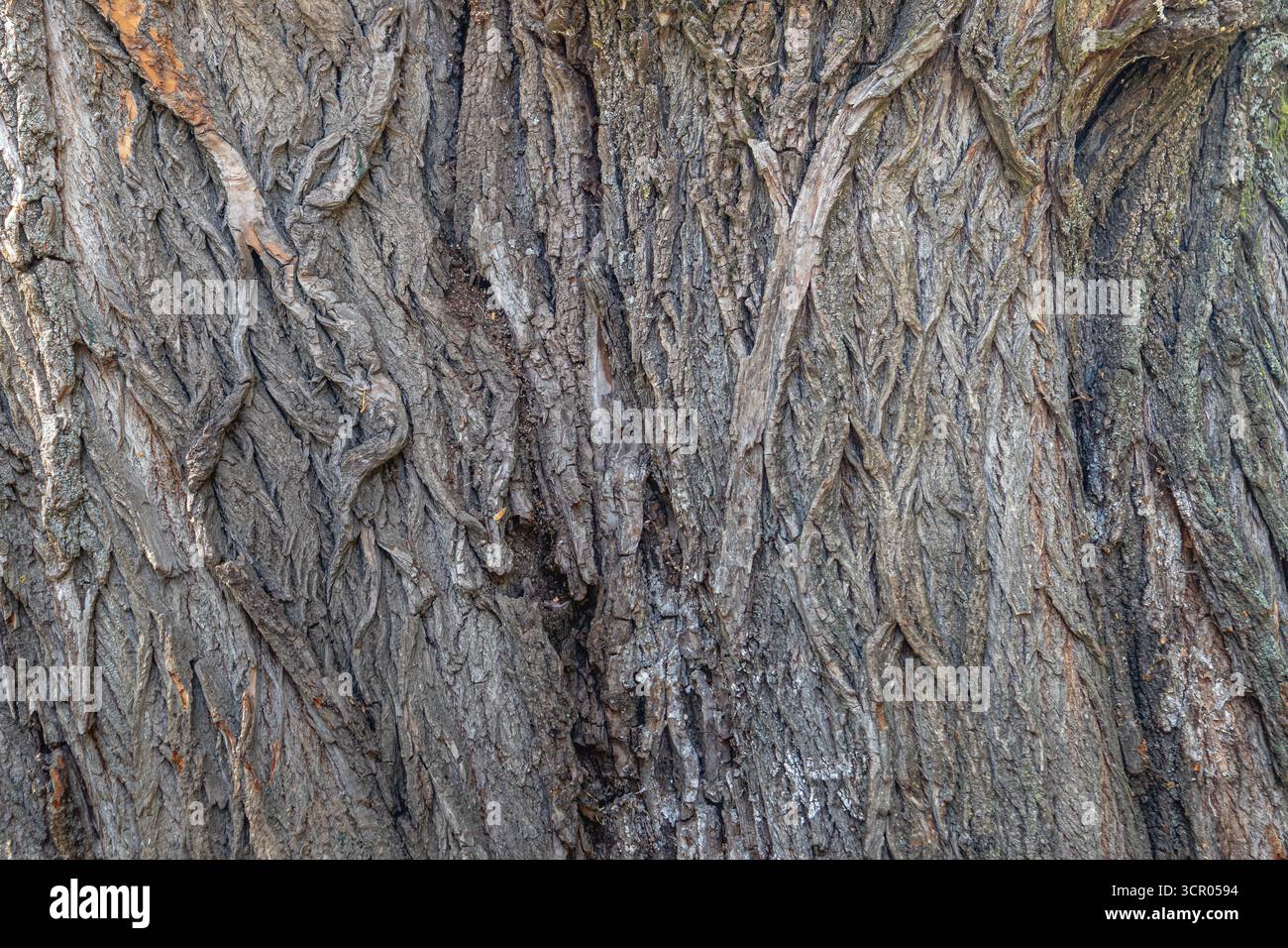 Gros plan d'un tronc d'arbre. Texture de l'écorce d'arbre. Banque D'Images