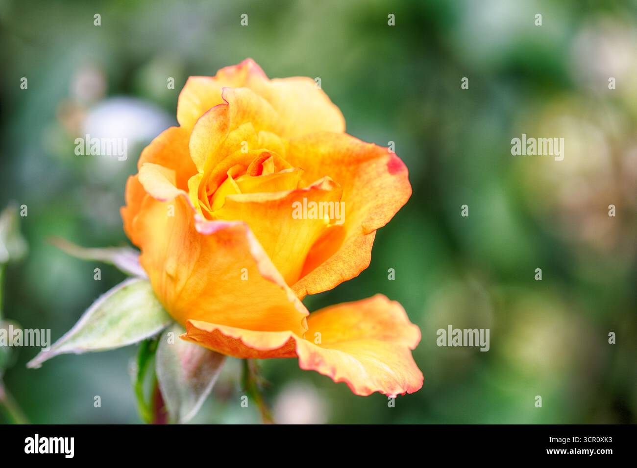 Rose jaune dans un jardin sur fond flou de pelouse verte. Mise au point sélective. DOF faible Banque D'Images