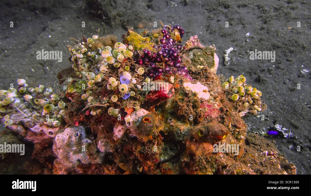 Petit bloc de corail avec divers invertébrés dont des gicleurs de mer, photographiés lors d’une plongée sur la côte nord de Bali Banque D'Images Petit bloc de corail avec divers invertébrés dont des gicleurs de mer, photographiés lors d’une plongée sur la côte nord de Bali Banque D'Images