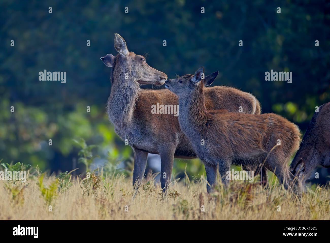 Cerf rouge avec veau à Bradgate Park, Leicester, Angleterre. Banque D'Images