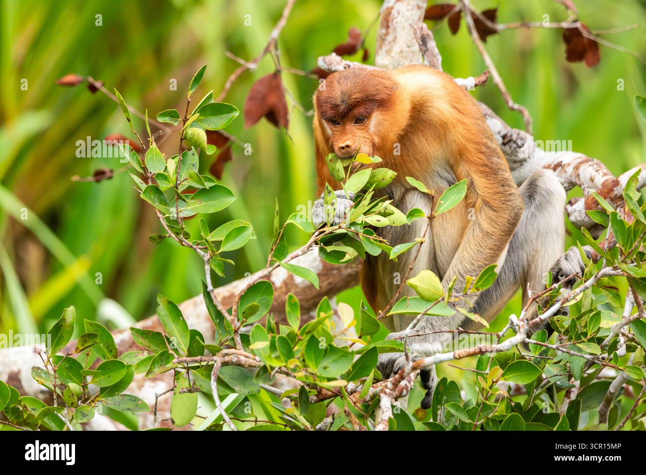 Singe proboscis ou larvatus nasalis mangeant des feuilles dans le parc national de Tanjung Puting, Indonésie. Île de Kalimantan Bornéo. Banque D'Images