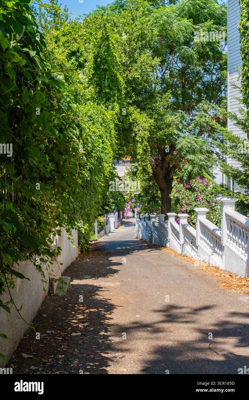 Vue sur la rue depuis Buyukada à Adalar , l'une des îles du Prince à Istanbul. Ruelle étroite, verdure luxuriante et fleurs violettes de bougainvilliers vibrantes Banque D'Images