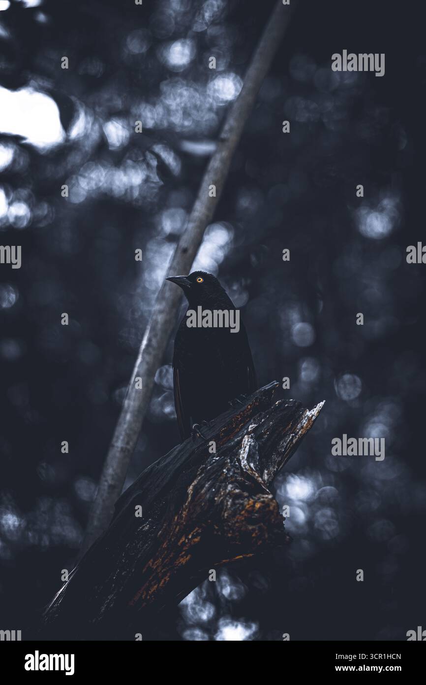 Cowbird géant perché sur une branche dans une forêt sombre Banque D'Images