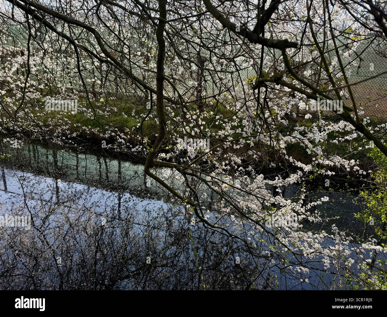 Bel arbre en fleurs près du canal le jour du printemps Banque D'Images