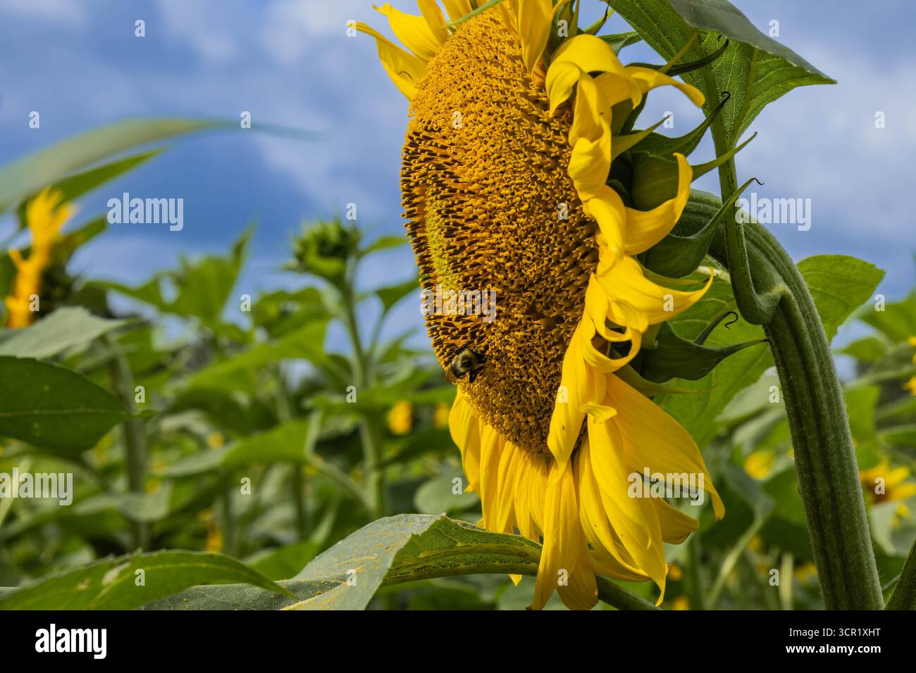 Gros plan d'un tournesol avec bourdon explorant. Banque D'Images