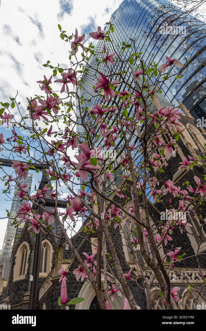Une église unissante Wesley, Melbourne. Arbre magnolia en fleurs. Victoria, Australie. Banque D'Images