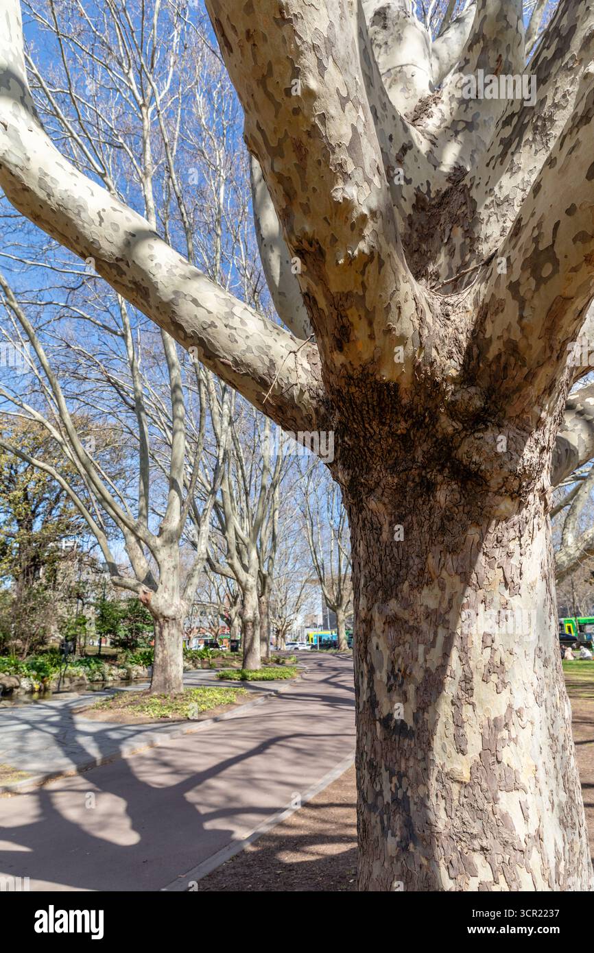Platanus (avions ou platanes) aux jardins Queen Victoria à Melbourne, Australie. Banque D'Images