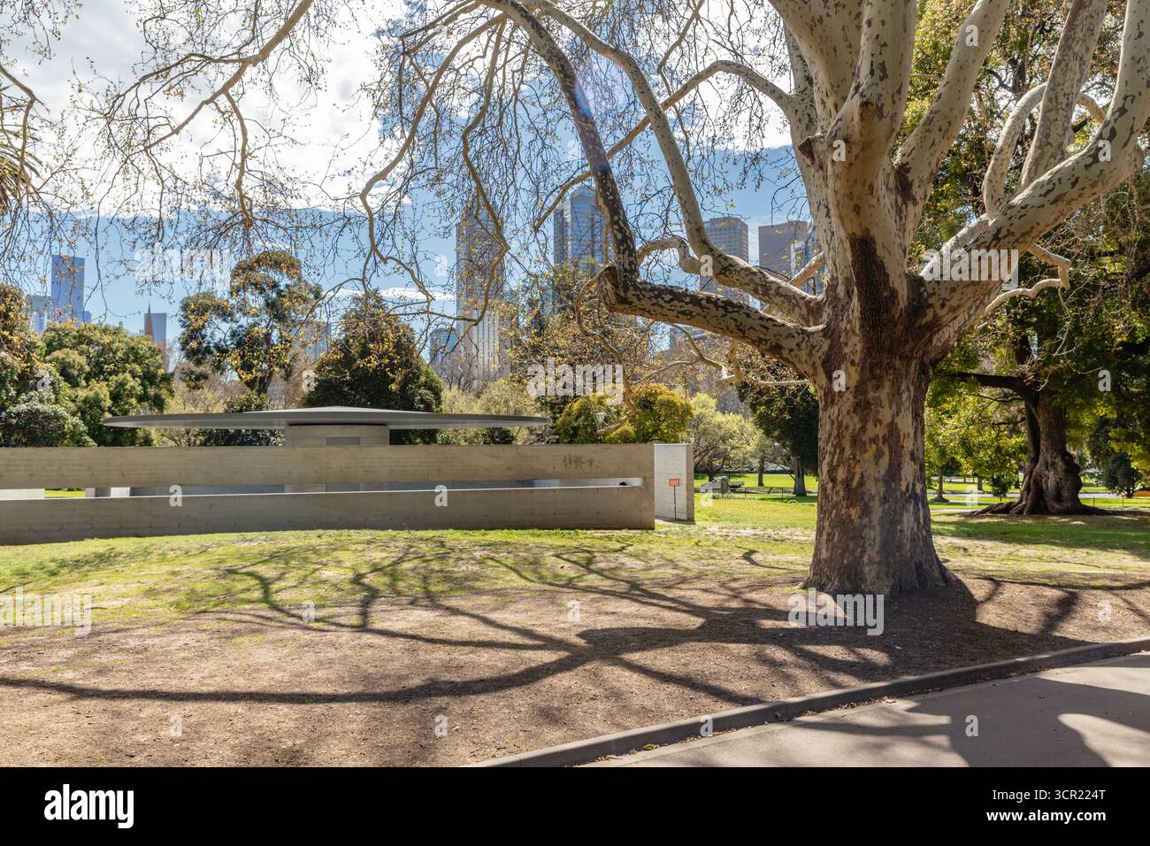 Platanus (avions ou platanes) aux jardins Queen Victoria à Melbourne, Australie. Banque D'Images