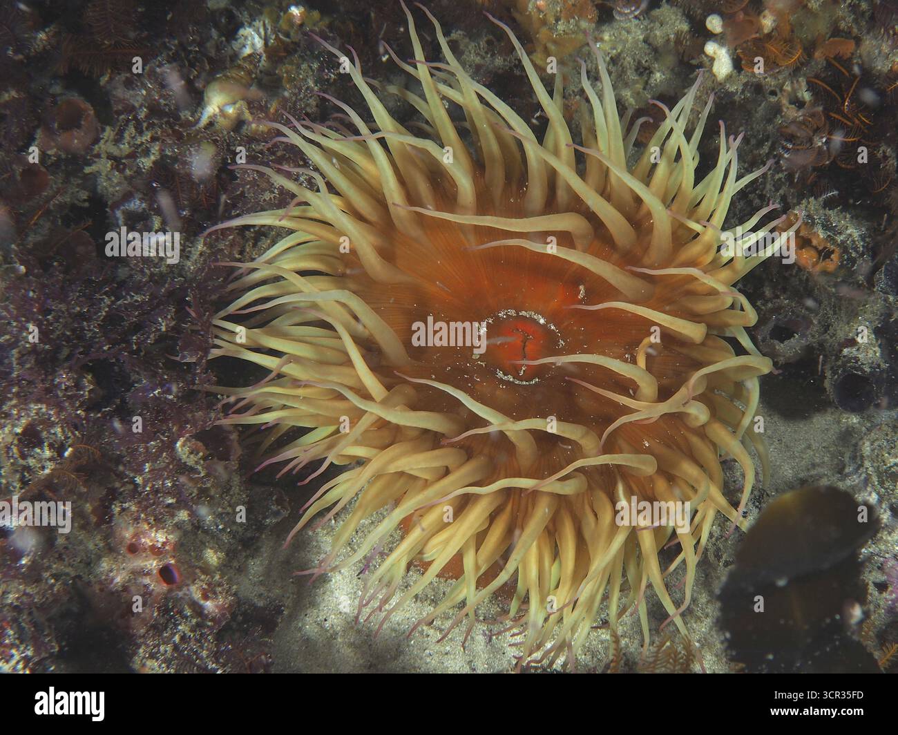 Grande anémone de mer de différentes couleurs, fausse anémone de prune (Pseudactinia varia), sous l'eau. Site de plongée False Bay, Cape of Good Hope, Cape Town, South Banque D'Images