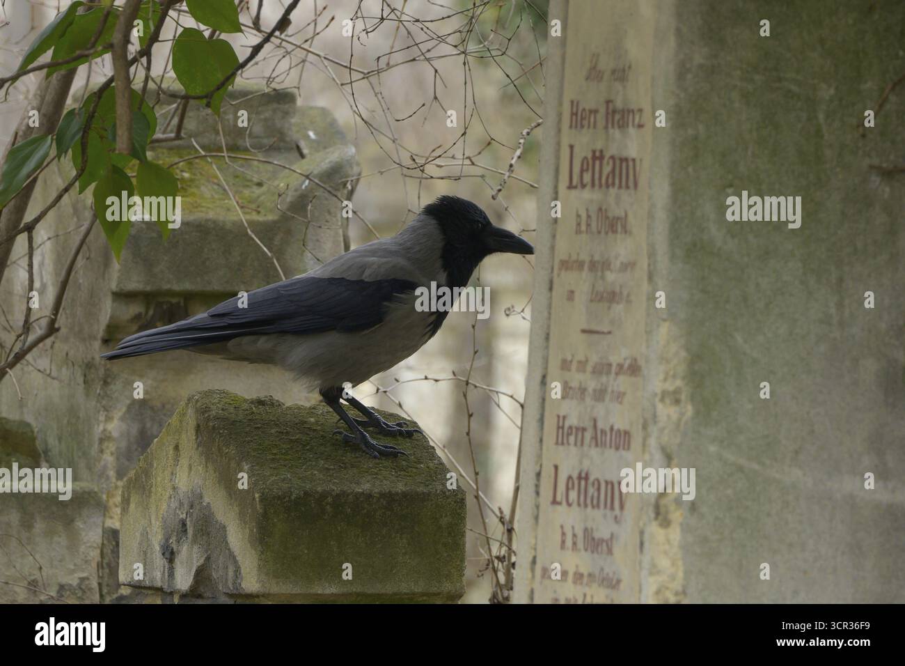Cimetière St Marx, Corvus cornix, Vienne Banque D'Images Cimetière St Marx, Corvus cornix, Vienne Banque D'Images