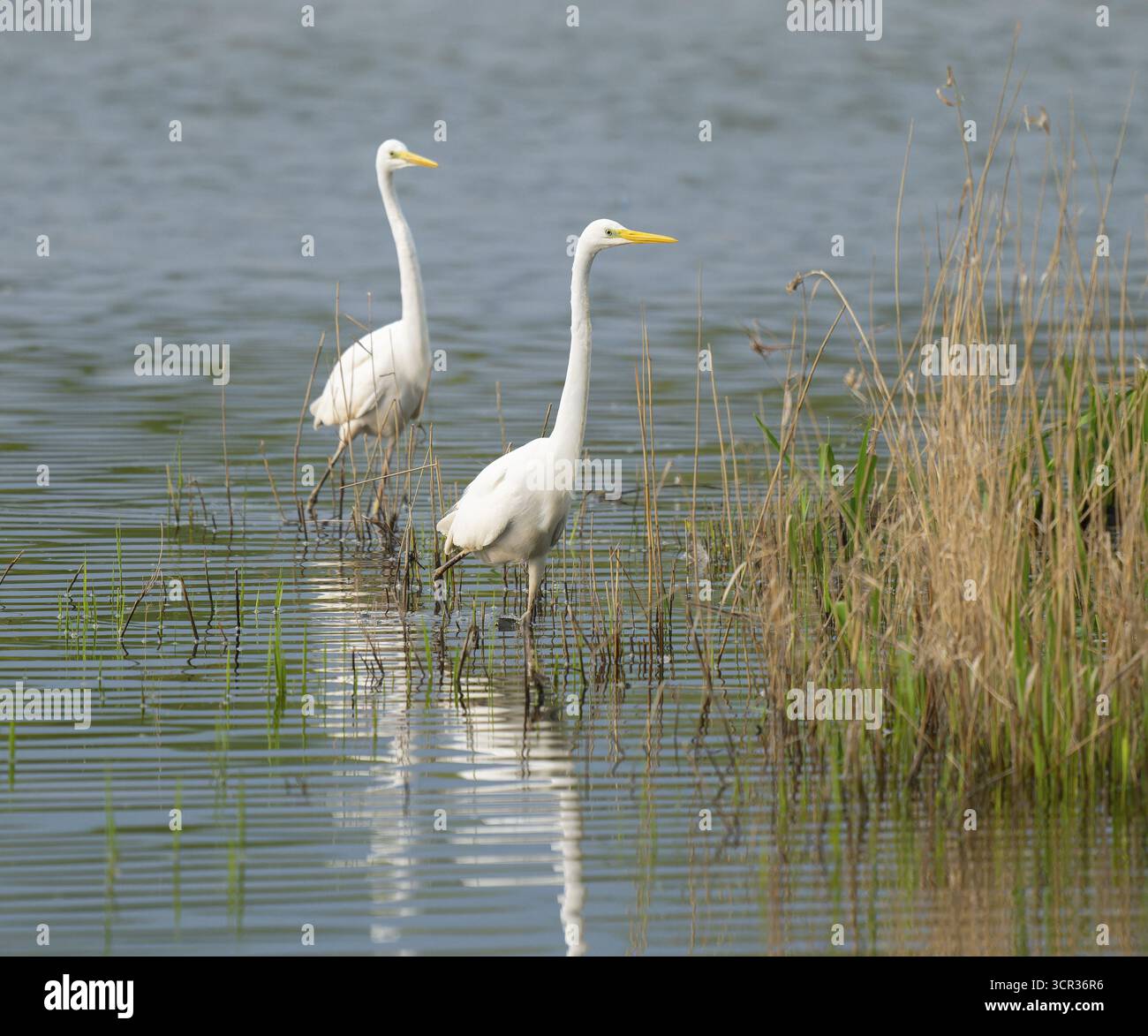 Grande aigrette blanche (Ardea alba), deux oiseaux se nourrissant dans une zone humide, la surface de l'eau et la prairie humide verte, basse-Saxe, Allemagne Banque D'Images