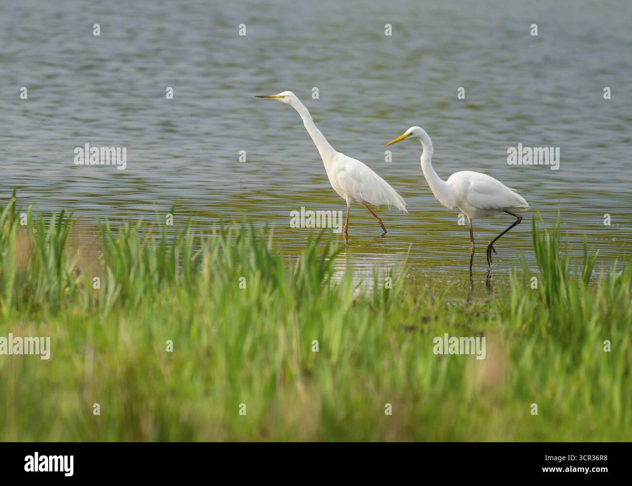 Grande aigrette blanche (Ardea alba), deux oiseaux se nourrissant dans une zone humide, la surface de l'eau et la prairie humide verte, basse-Saxe, Allemagne Banque D'Images