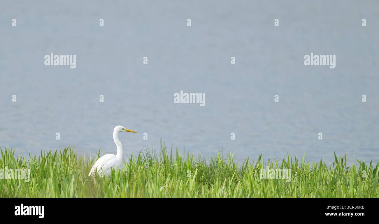 Grande aigrette blanche (Ardea alba) recherche dans une zone humide, surface de l'eau et prairie humide verte, basse-Saxe, Allemagne Banque D'Images