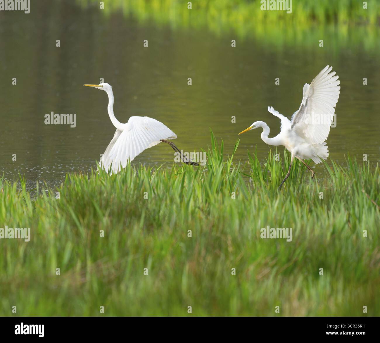 Grande aigrette blanche (Ardea alba), deux oiseaux aux ailes déployées à la recherche de nourriture dans une zone humide, la surface de l'eau et la prairie humide verte, basse-Saxe, Ger Banque D'Images