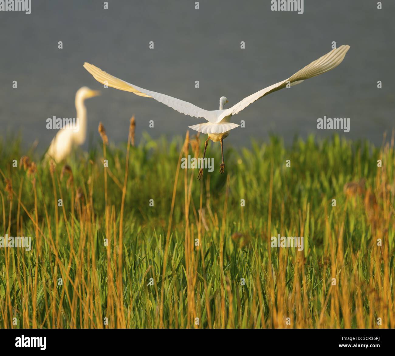 Décollage de Grande aigrette blanche (Ardea alba), zone humide, surface de l'eau et prairie humide verte, basse-Saxe, Allemagne Banque D'Images