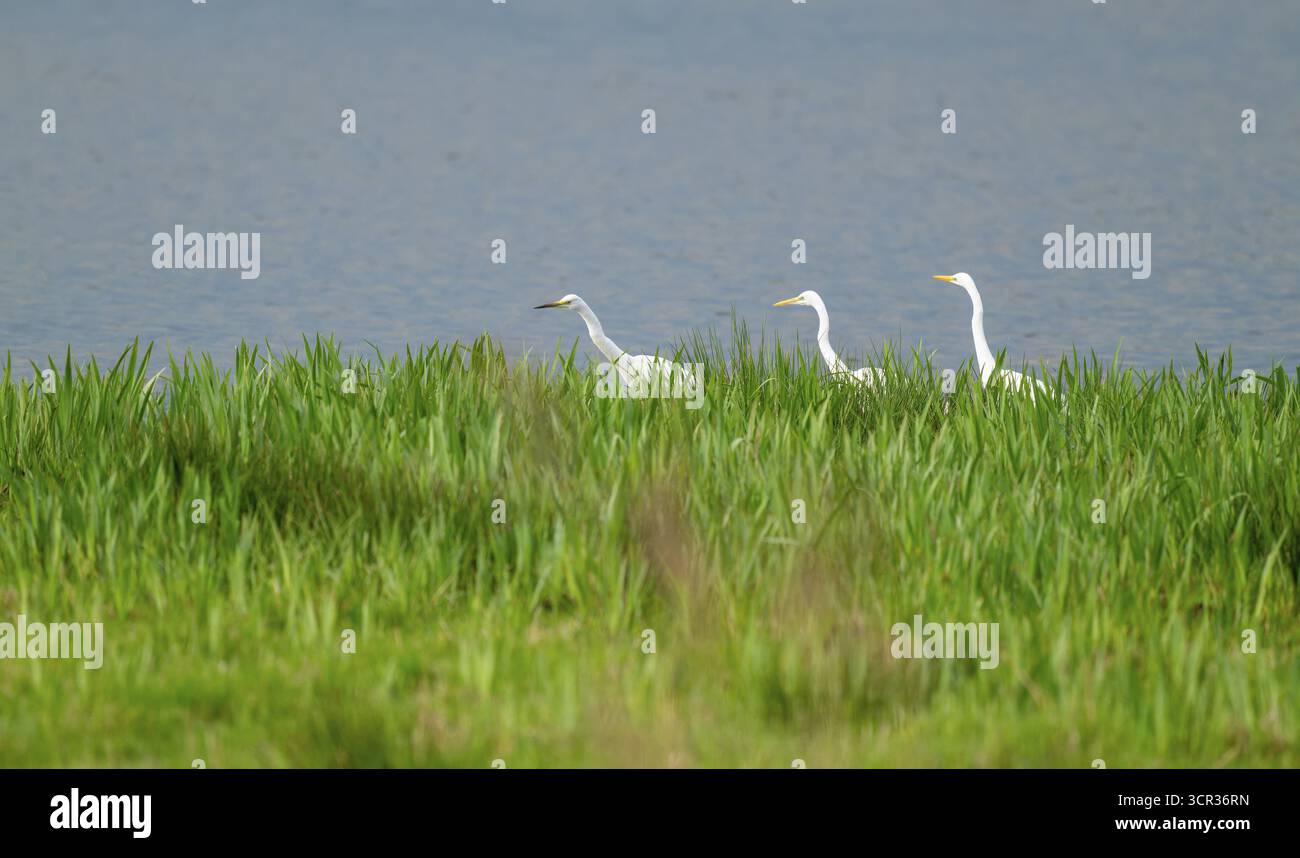 Grande aigrette blanche (Ardea alba), trois oiseaux se nourrissant dans une zone humide, la surface de l'eau et la prairie humide verte, basse-Saxe, Allemagne Banque D'Images