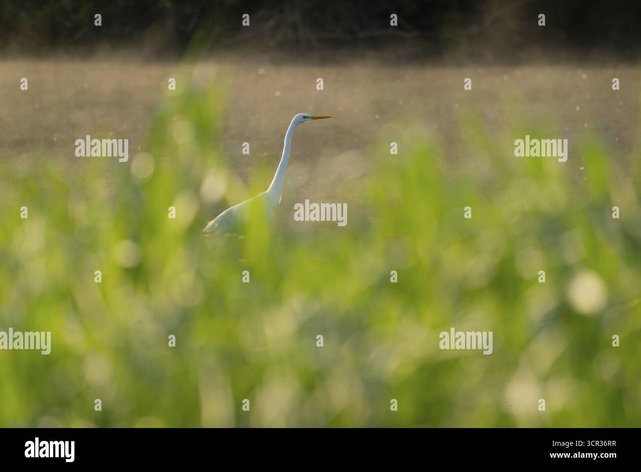 Grande aigrette blanche (Ardea alba) recherche dans une zone humide, prairie humide verte, basse-Saxe, Allemagne Banque D'Images