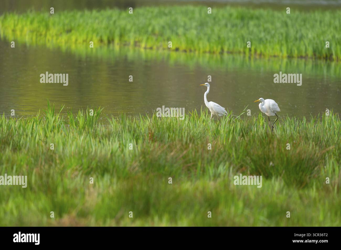 Grande aigrette blanche (Ardea alba), deux oiseaux se nourrissant dans une zone humide, la surface de l'eau et la prairie humide verte, basse-Saxe, Allemagne Banque D'Images
