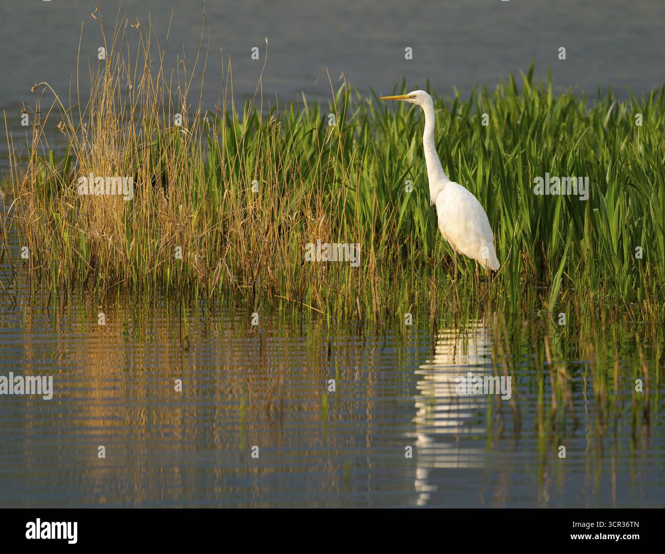 Grande aigrette blanche (Ardea alba) recherche dans une zone humide, surface de l'eau et prairie humide verte, basse-Saxe, Allemagne Banque D'Images