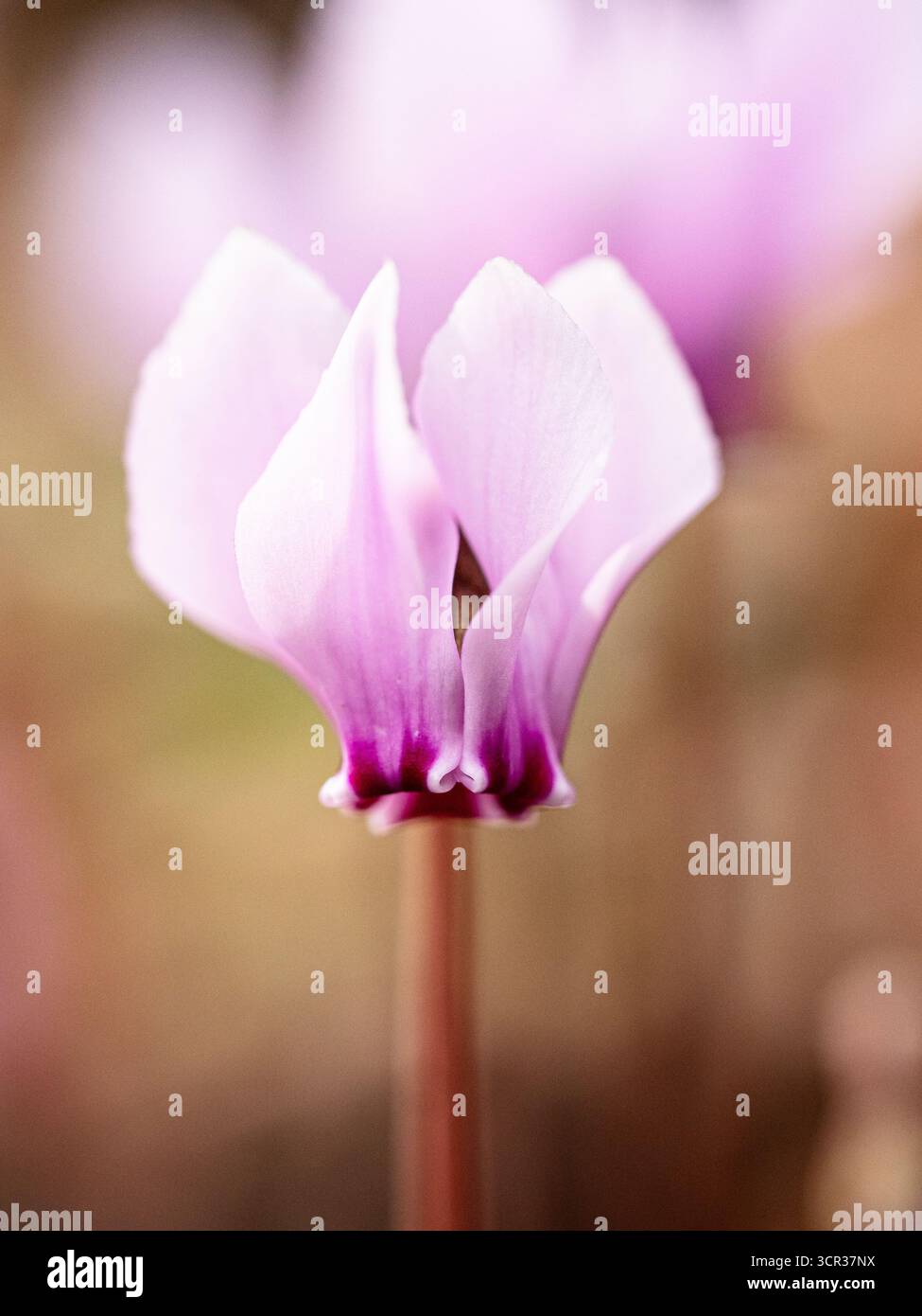 Un gros plan d'une seule fleur de Cyclamen hederifolium Banque D'Images