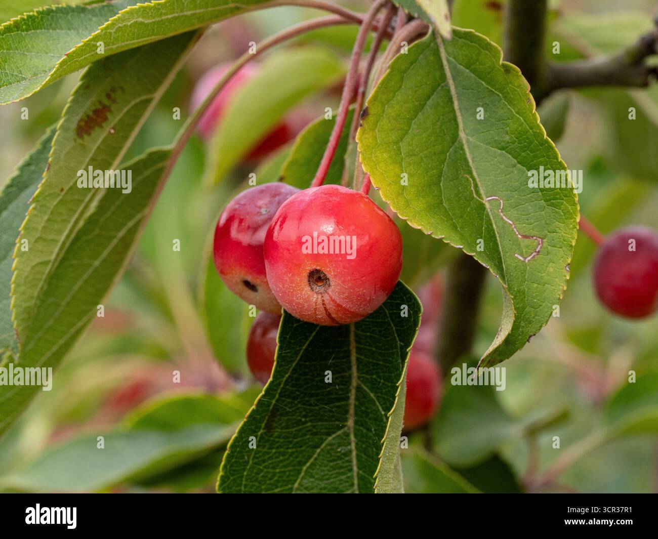 Un gros plan d'une paire de fruits de la pomme de crabe rouge Malus hupehensis Banque D'Images