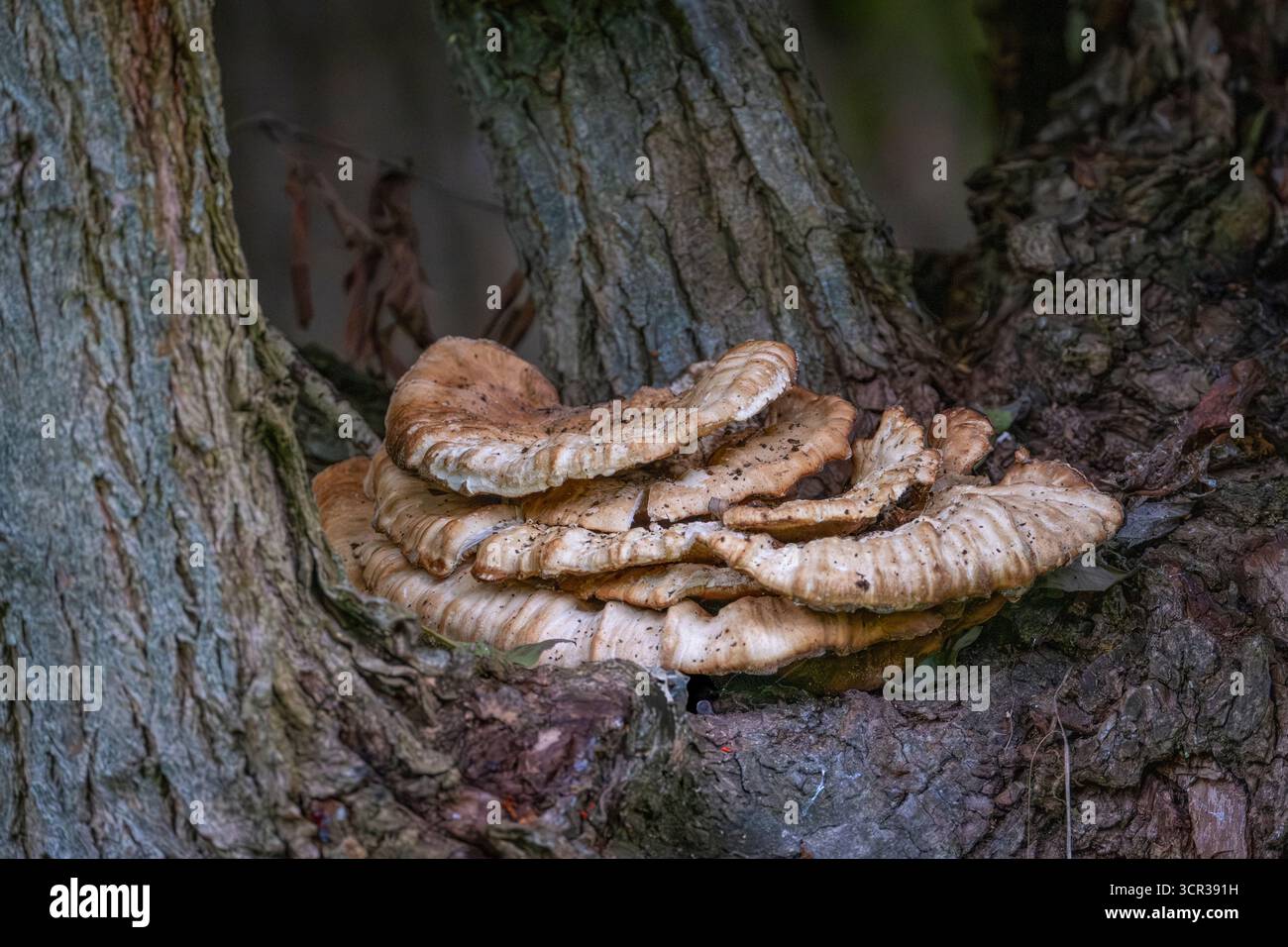 gros plan d'un polypore sur un arbre Banque D'Images