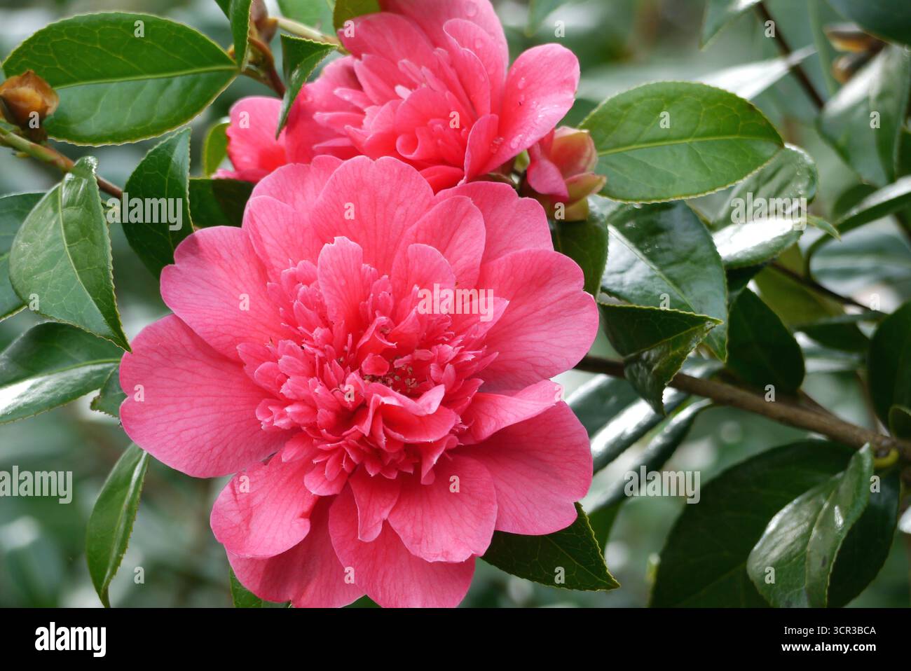 Rose/rouge Camellia x williamsii (anticipation) double fleurs exposées dans les frontières au RHS Garden Harlow Carr, Harrogate, Angleterre, Royaume-Uni. Banque D'Images