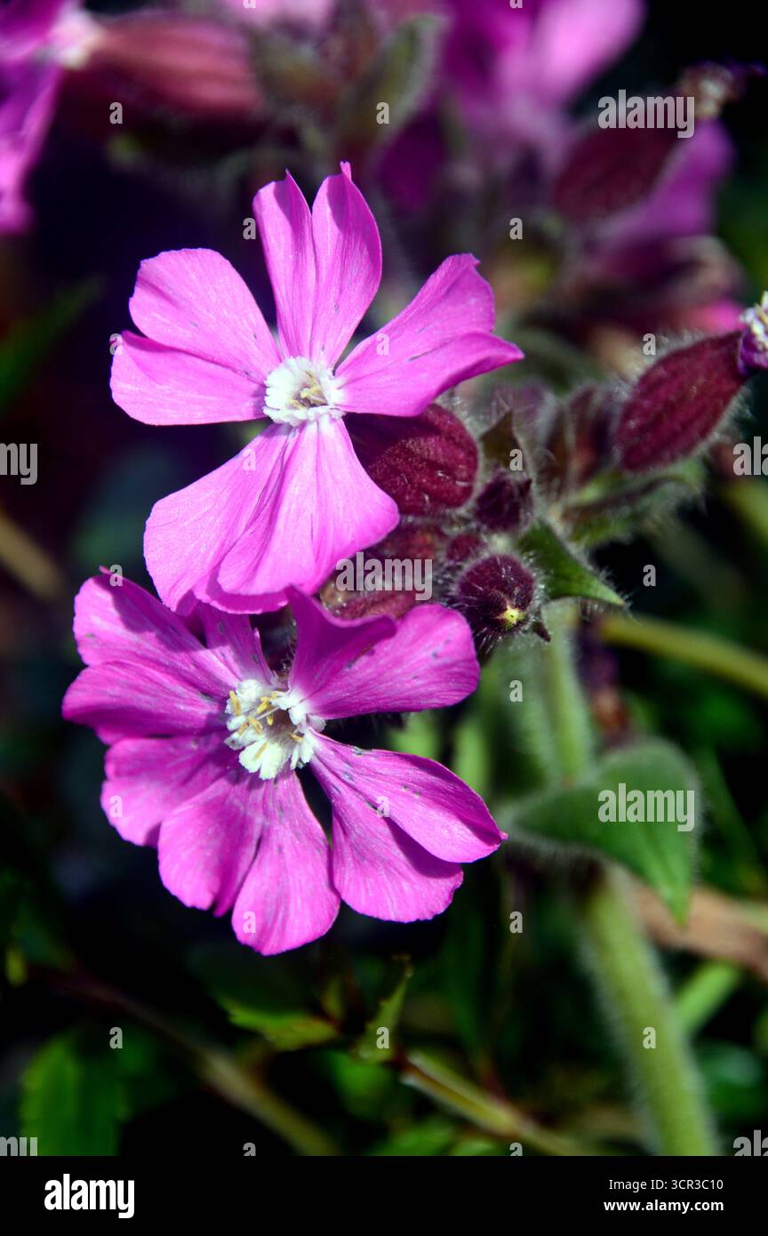Rose Silene Dioica (le favori de Rollie) 'Red Campion' Fleur exposée dans les frontières au RHS Garden Harlow Carr, Harrogate, Angleterre, Royaume-Uni. Banque D'Images