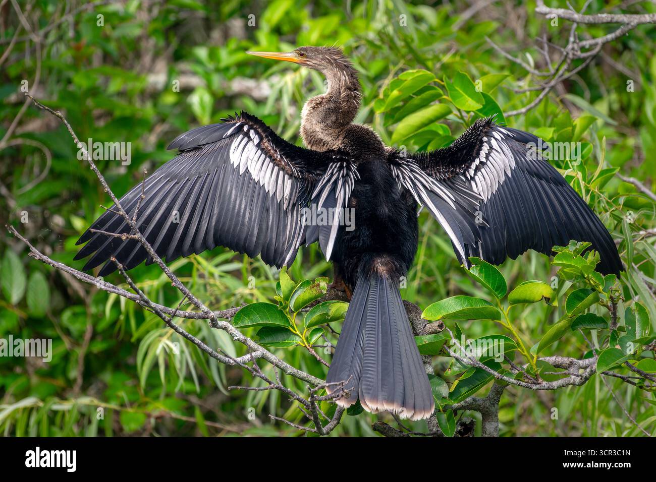 Gros plan d'une femelle Anhinga déployant ses ailes, observant les oiseaux à Shark Valley dans le parc national des Everglades, faune de Floride Banque D'Images