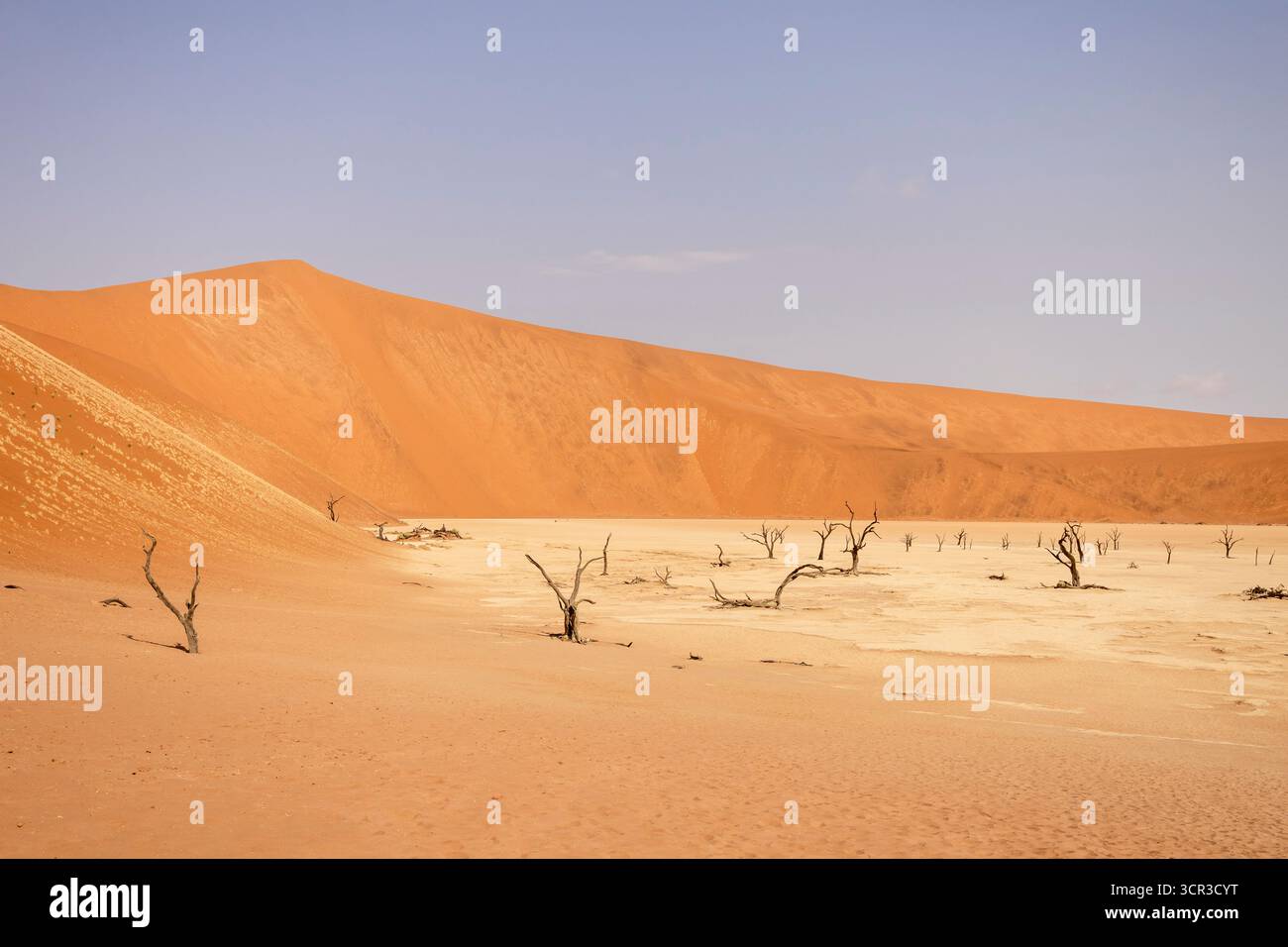 Big Daddy Dune & Deadvlei, Namibie – dune rouge imposante au-dessus des anciens caméliers morts de Deadvlei et de sa poêle en argile blanche. Banque D'Images