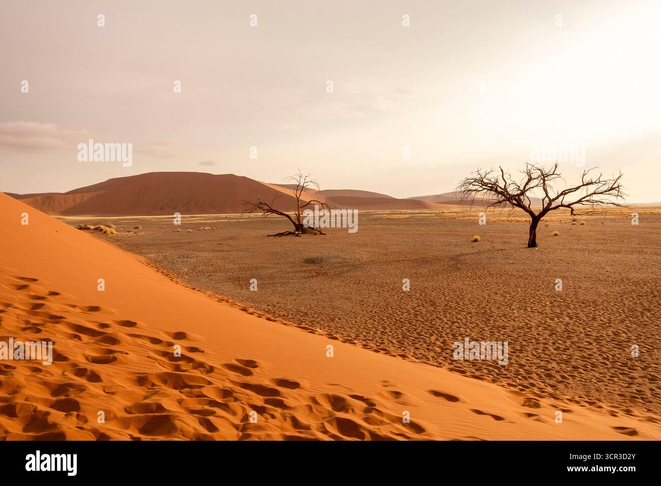 Big Daddy Dune & Deadvlei, Namibie – dune rouge imposante au-dessus des anciens caméliers morts de Deadvlei et de sa poêle en argile blanche. Banque D'Images