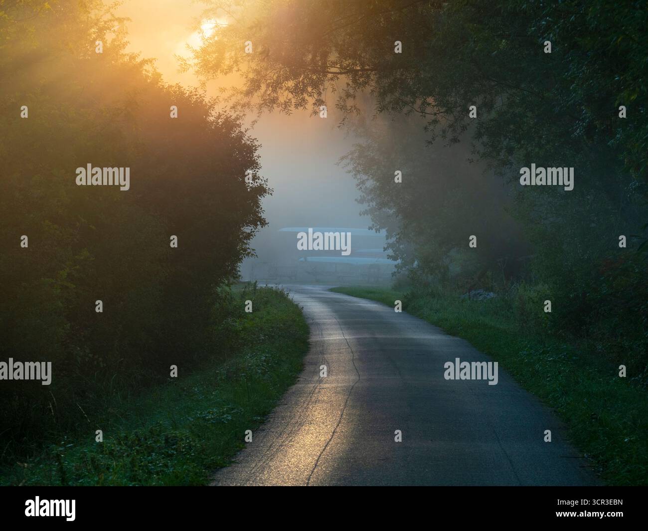 Lever de soleil d'automne brumeux, sentier menant à Radley Boathouse et à la Tamise. C'est ne de ma rangée préférée d'arbres, n'importe où. Et il se trouve que c'est dans mon village natal de Radley dans l'Oxfordshire, en Angleterre. Il est proche de la Tamise, sujet aux inondations et aussi au brouillard qui monte de la rivière. Il parvient à paraître joli tout au long de l'année - et en particulier ici un matin d'automne brumeux et trouble, juste après le lever du soleil. Banque D'Images