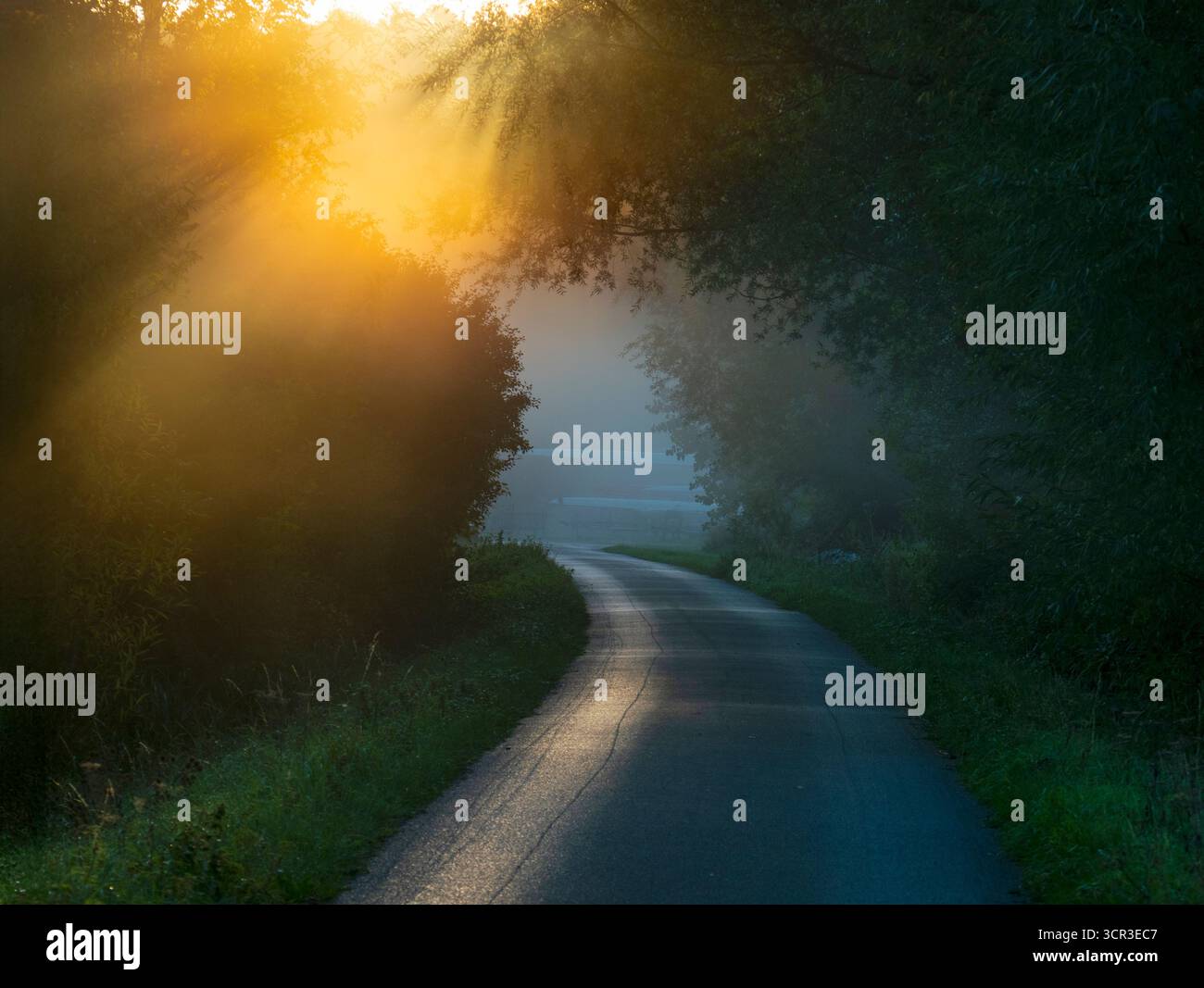 Lever de soleil d'automne brumeux, sentier menant à Radley Boathouse et à la Tamise. C'est ne de ma rangée préférée d'arbres, n'importe où. Et il se trouve que c'est dans mon village natal de Radley dans l'Oxfordshire, en Angleterre. Il est proche de la Tamise, sujet aux inondations et aussi au brouillard qui monte de la rivière. Il parvient à paraître joli tout au long de l'année - et en particulier ici un matin d'automne brumeux et trouble, juste après le lever du soleil. Banque D'Images