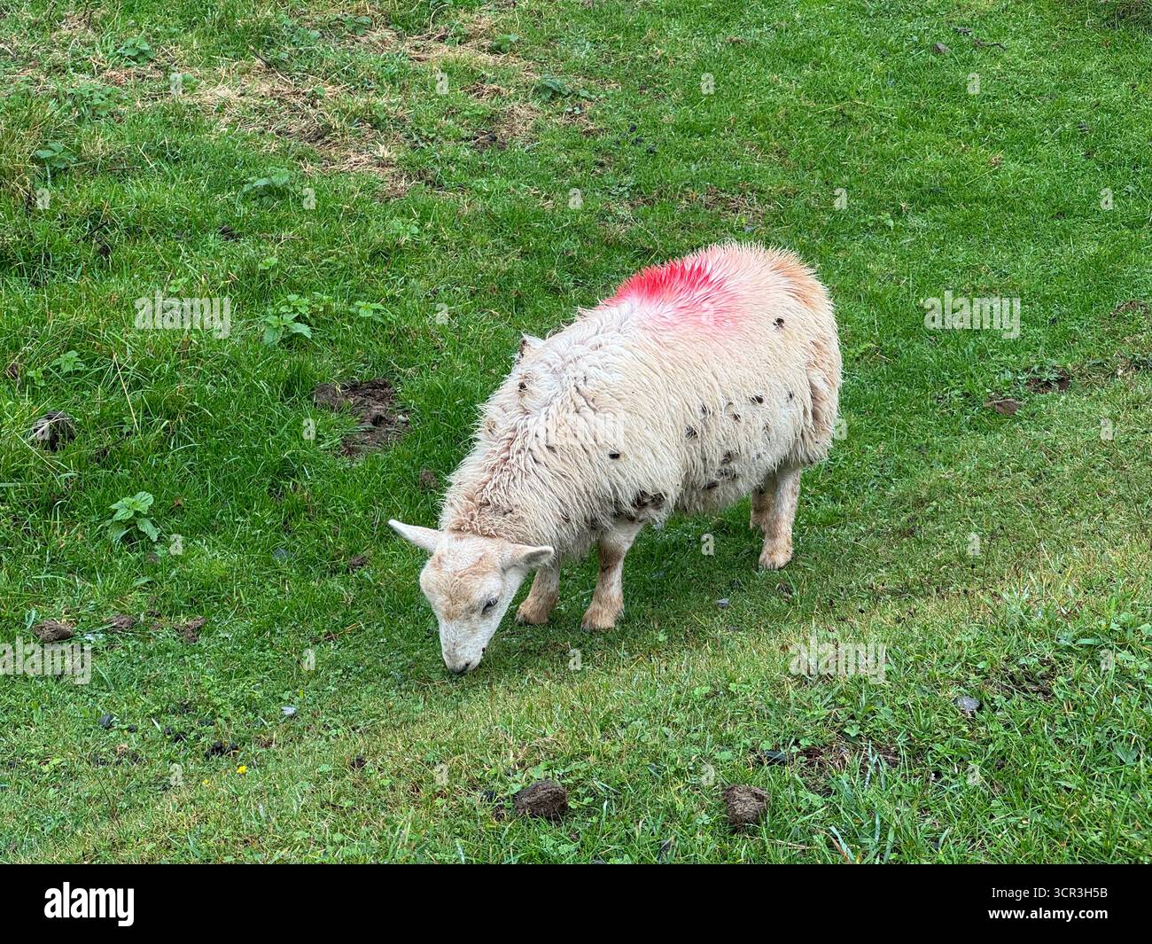 Un mouton portant des têtes de graine de bardane, Gower, pays de Galles. Banque D'Images