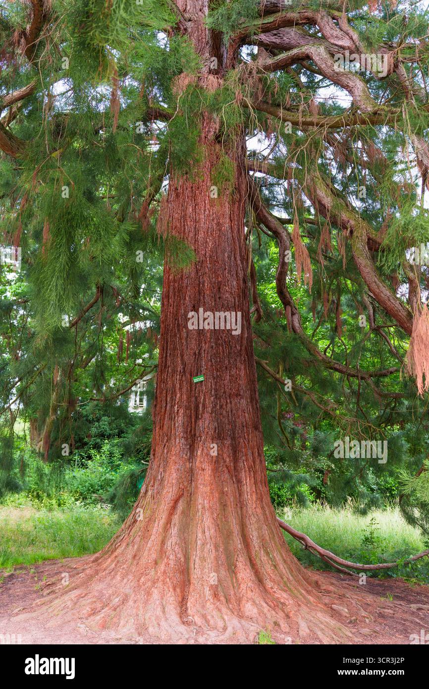 Vue rapprochée d'un imposant séquoia californien dans le parc Rosenhoehe, entouré d'une verdure vibrante et d'une beauté naturelle. Banque D'Images