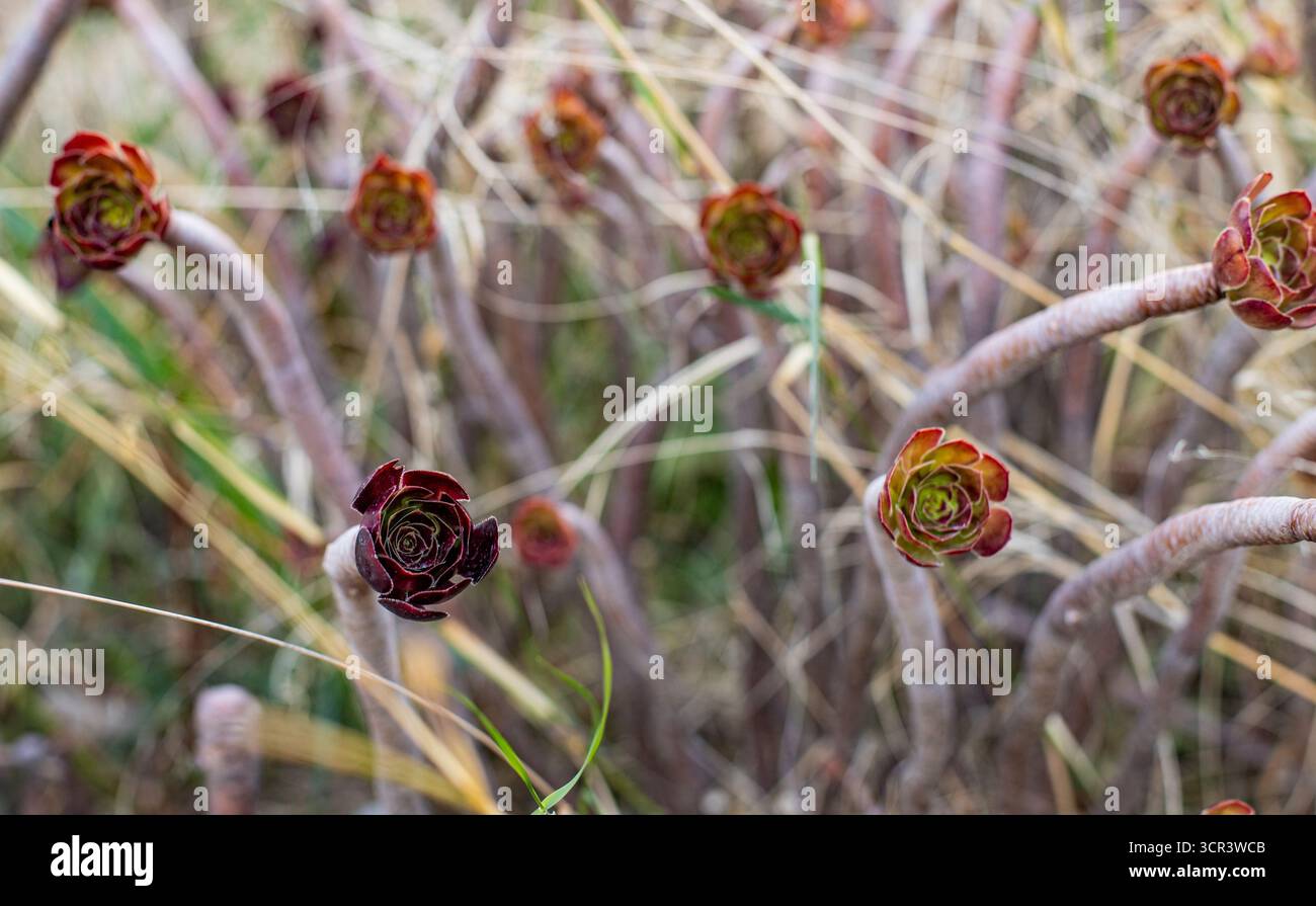 Belles feuilles succulentes ressemblant à des fleurs sur des tiges boisées au soleil. Black Rose Aenonium espace pour le texte à côté Banque D'Images
