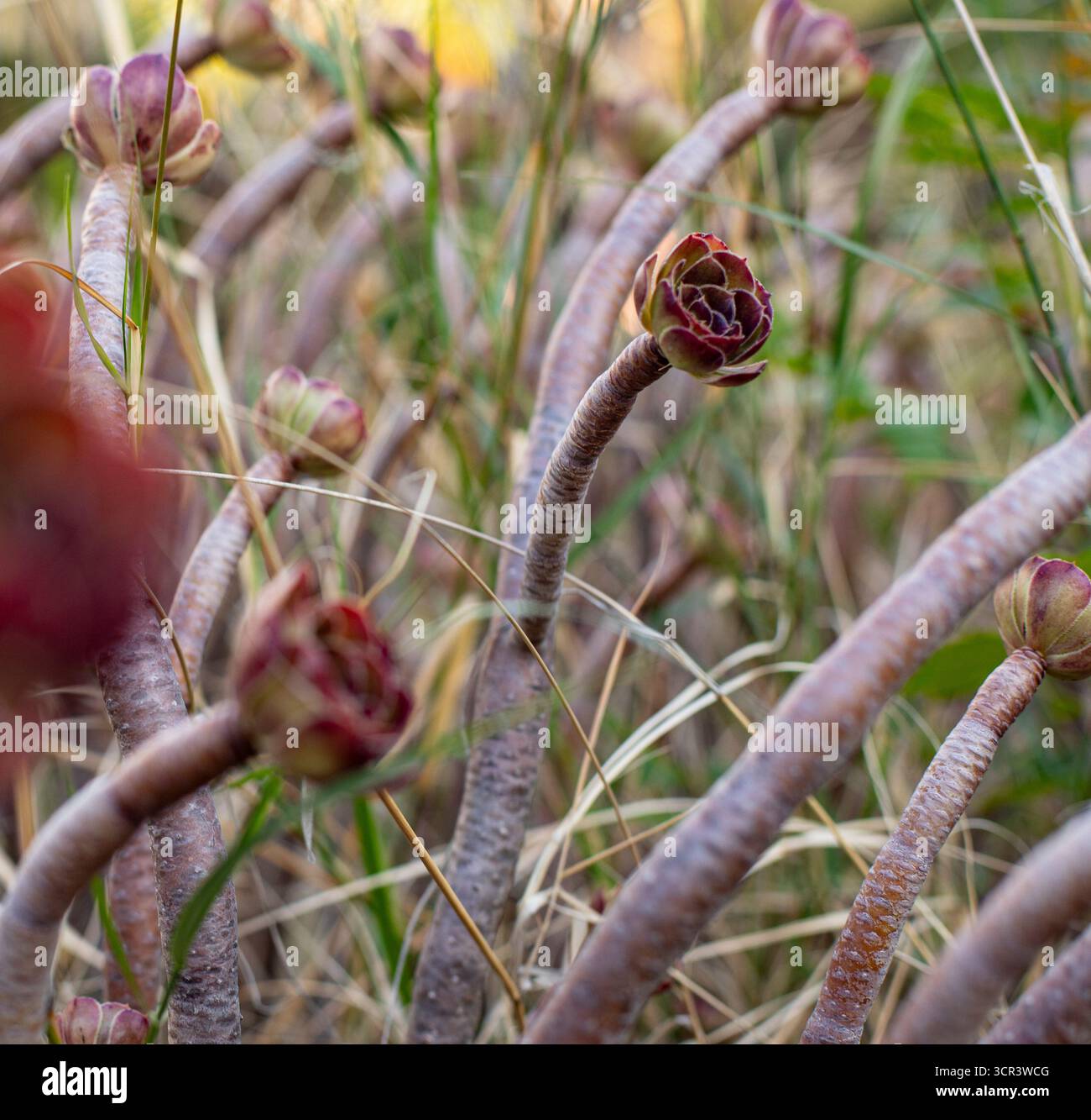 Gros plan des rosettes Aeonium Zwartkop sur de grandes tiges brunes. Plante Black Rose Aenonium. Espace pour le texte Banque D'Images