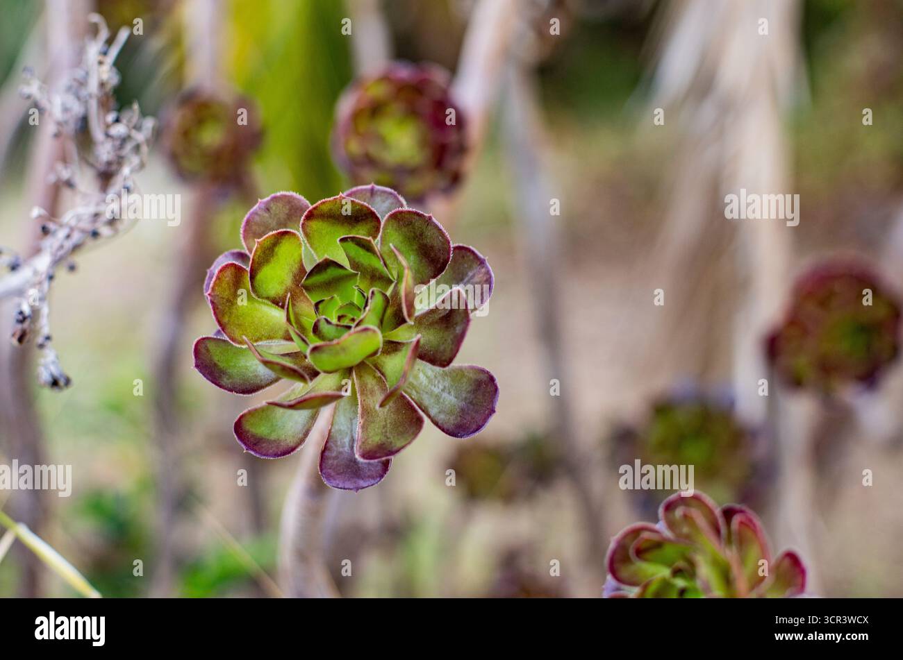 Gros plan deBeautiful motif de rosette d'une plante exotique du désert Black Rose Aenonium Banque D'Images