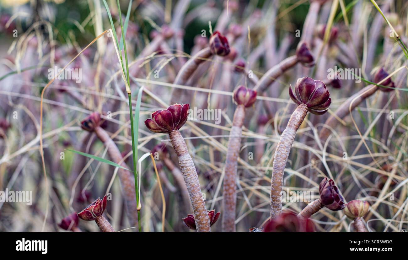 L'habitude de croissance intéressante et les couleurs profondes d'un Aeonium succulent dans la nature. Black Rose Aenonium Banque D'Images