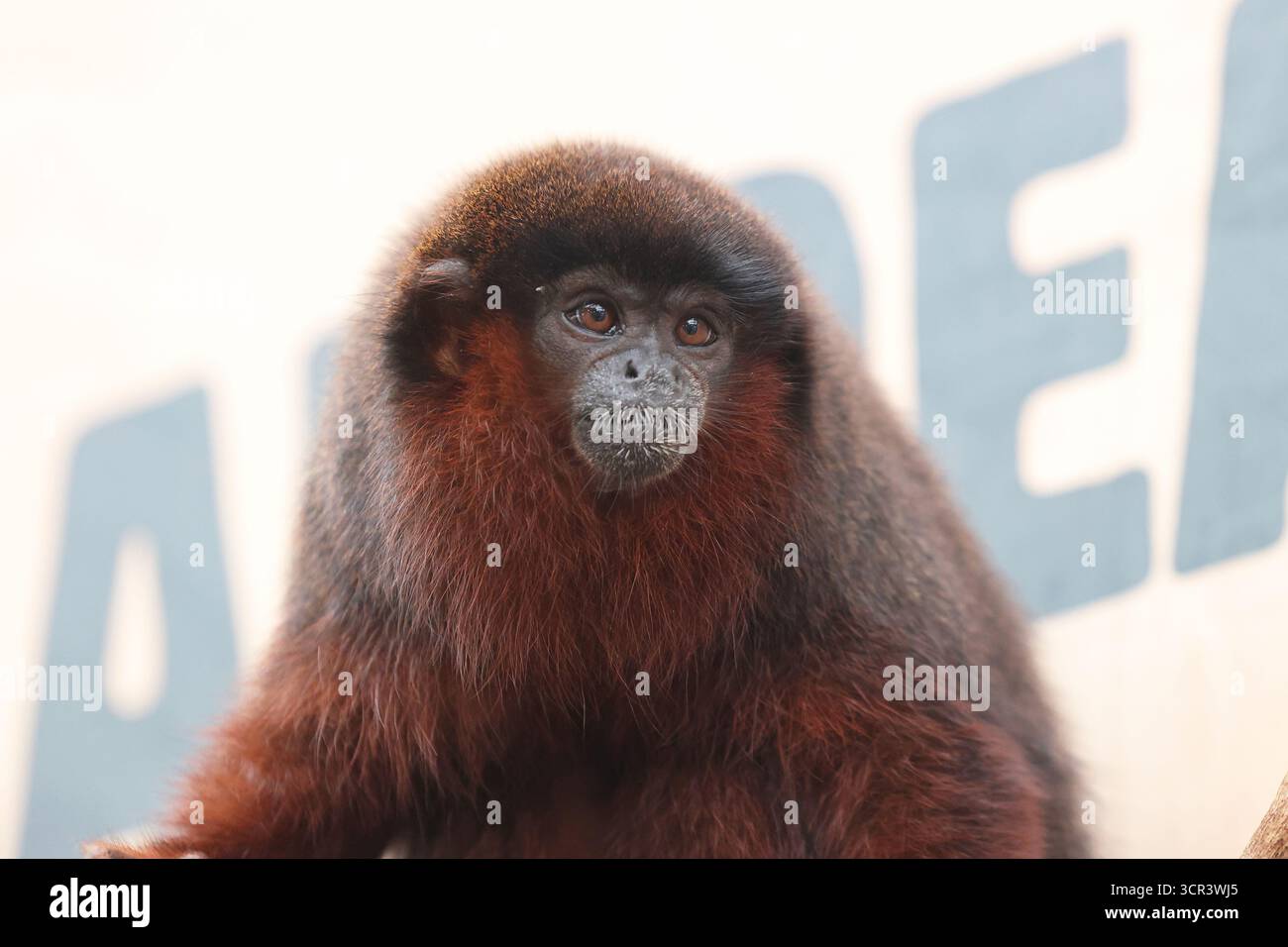 Coppery Titi Monkey in the Rainforest Life au zoo de Londres, Royaume-Uni Banque D'Images