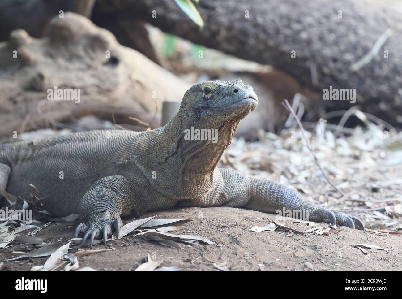 Kimodo Dragon au zoo de Londres, le plus grand et le plus lourd lézard du monde, dans la Attenborough Komodo Dragon House, Royaume-Uni Banque D'Images