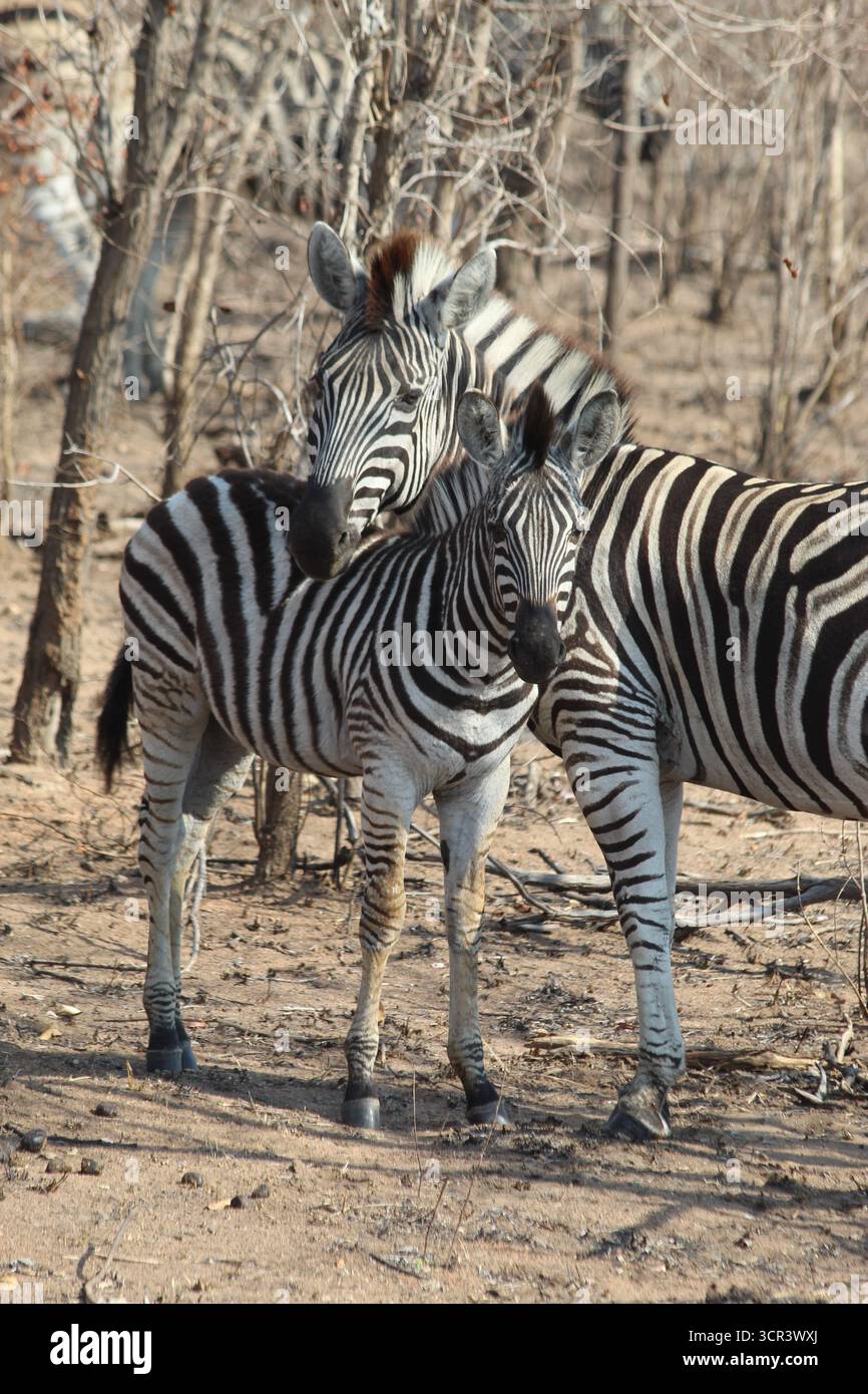 Deux zèbres la tête serrée dans le parc national Kruger, Afrique du Sud. Banque D'Images