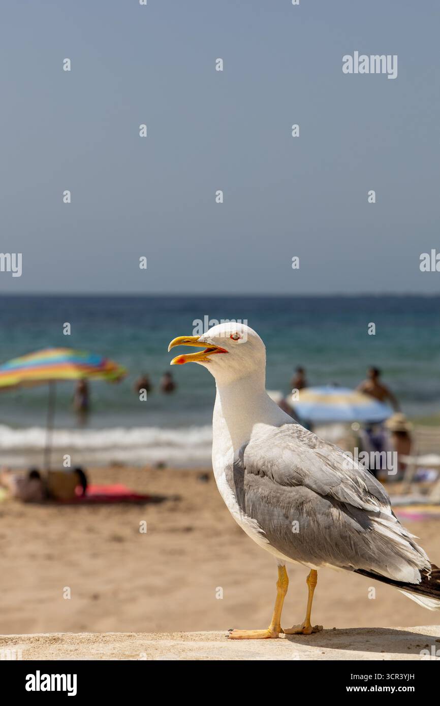 Mouette debout sur la plage avec des gens flous et des parasols en arrière-plan Banque D'Images