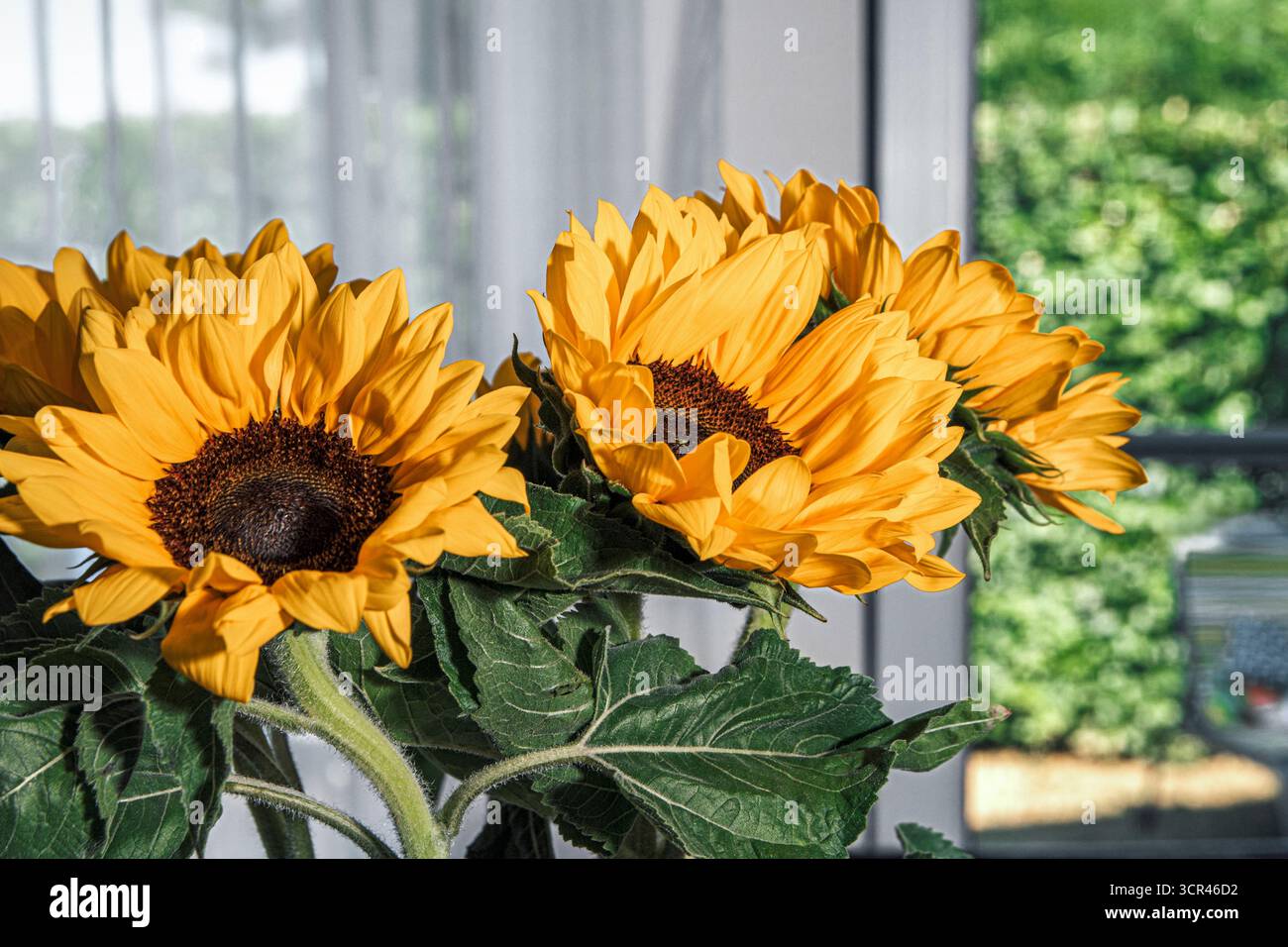 Tournesols sur le fond de la fenêtre menant au jardin. Thème de l'été Still Life. Banque D'Images