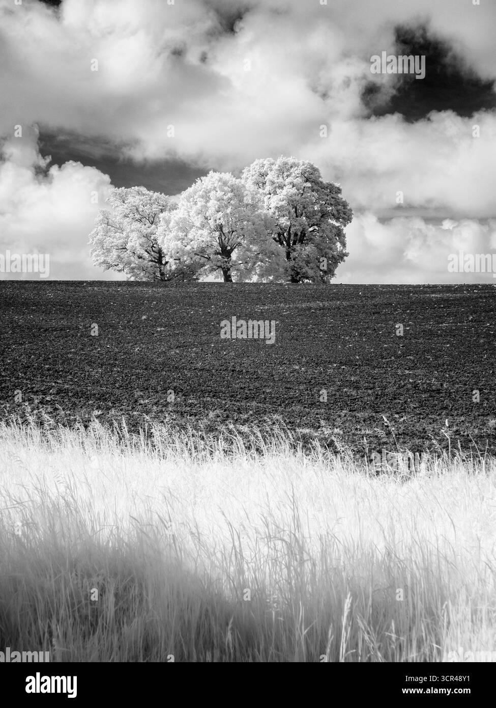 Image infrarouge de trois hêtres dans un champ en été près de Wrington, North Somerset, Angleterre. Banque D'Images