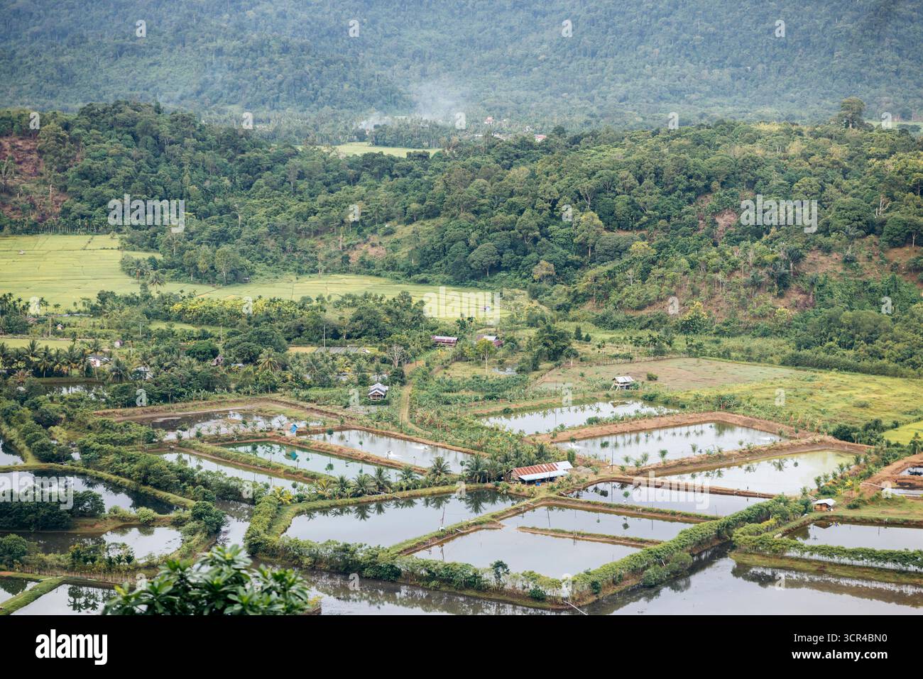 Paysage verdoyant luxuriant avec des champs en terrasses et une forêt lointaine à flanc de colline. Régence d'Aceh Jaya, Aceh, Sumatra, Indonésie Banque D'Images Paysage verdoyant luxuriant avec des champs en terrasses et une forêt lointaine à flanc de colline. Régence d'Aceh Jaya, Aceh, Sumatra, Indonésie Banque D'Images